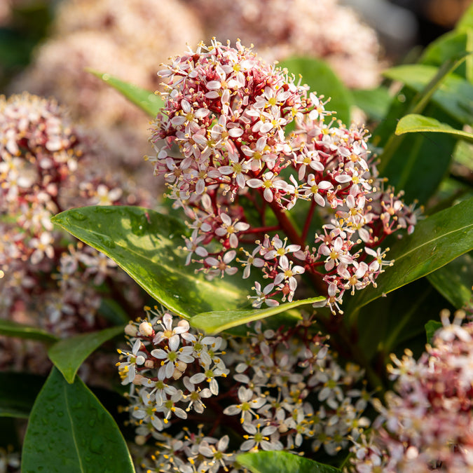 Skimmie - Skimmia - Japanische Skimmia Rubella - Skimmia japonica Rubella