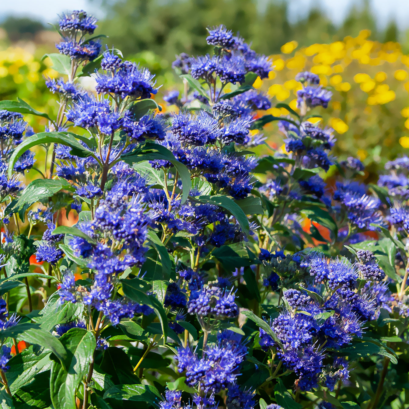 Bartblume Grand Bleu® Inoveris - Bakker