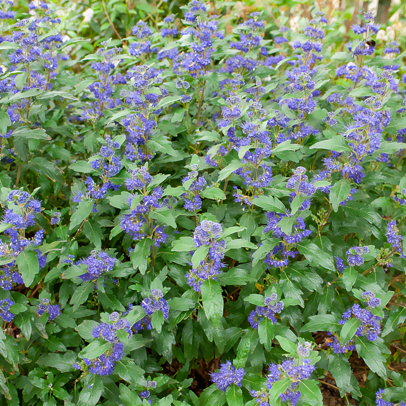 Caryopteris clandonensis Grand Bleu ® Inoveris - Bartblume Grand Bleu® Inoveris - Caryopteris