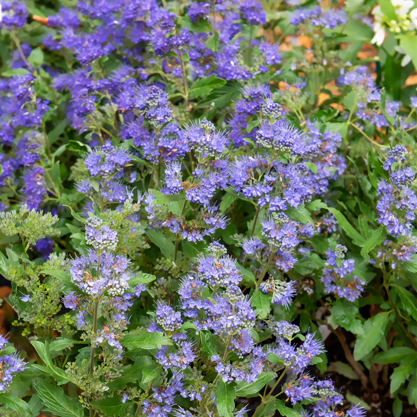 Bartblume Grand Bleu® Inoveris - Caryopteris clandonensis Grand Bleu ® Inoveris - Bakker