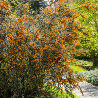 Immergrüne Sträucher - Darwins Berberitze - Berberis darwinii