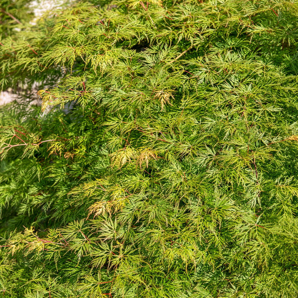 Verkauf Fächerahorn 'Emerald Lace'