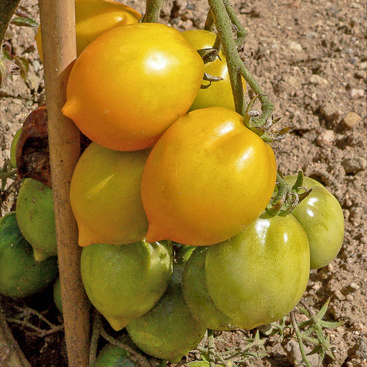 Tomate Lemon Tree - Solanum lycopersicum lemon tree - Gemüsegarten