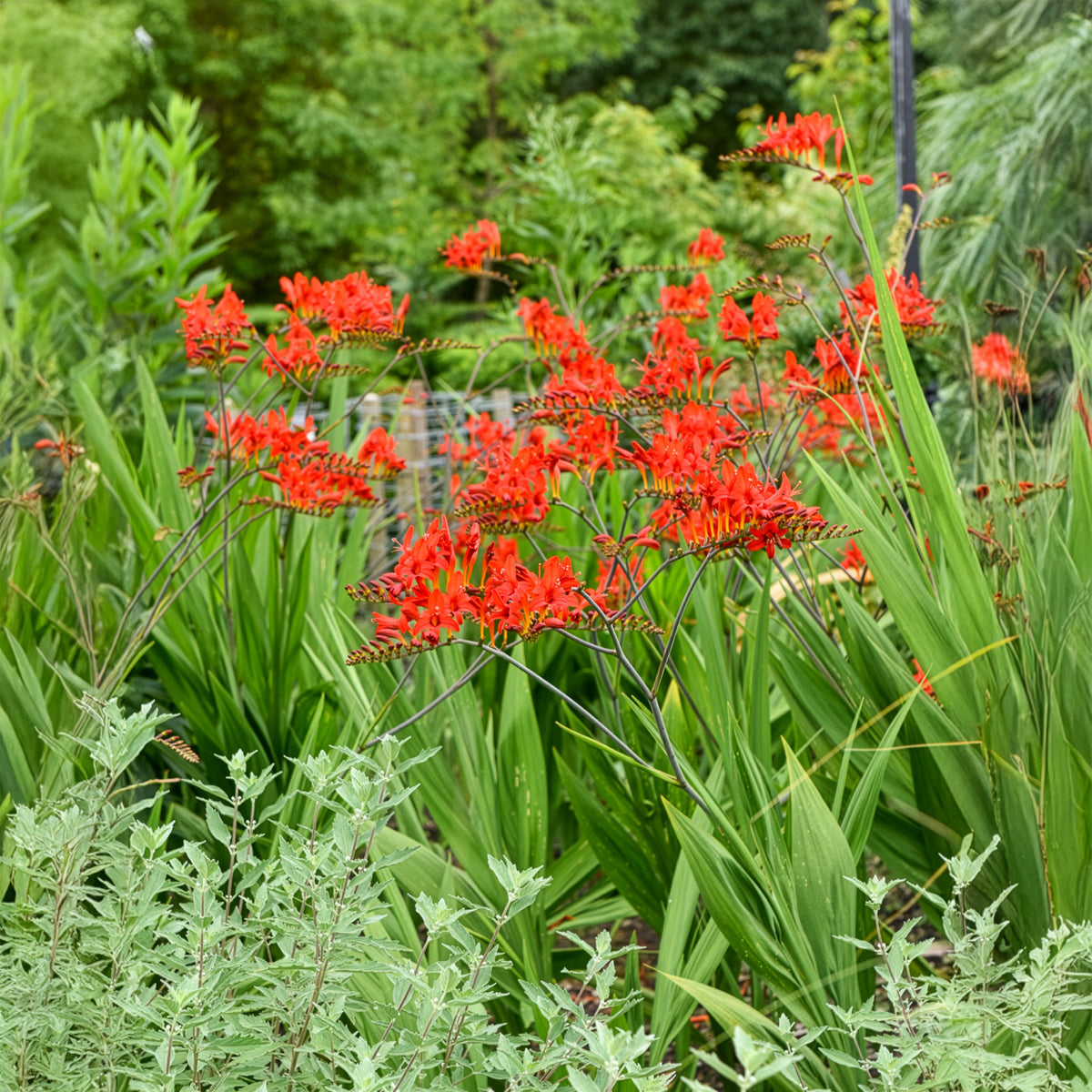 Verkauf Crocosmia 'Lucifer' rot (x15) - Crocosmia - Montbretie