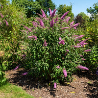 Schmetterlingsstrauch - Buddleja - Schmetterlingsstrauch ‘Pink Delight’ - Buddleja davidii pink delight