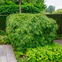 Fargesia rufa - Gartenbambus - Nicht-invasive Bambusse