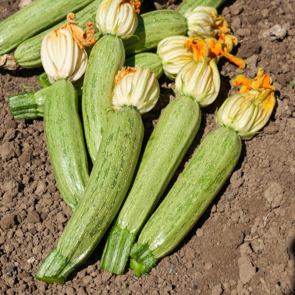 Zucchini Profusion (Grisette de Provence) - Cucurbita pepo profusion (grisette de provence) - Gemüsegarten