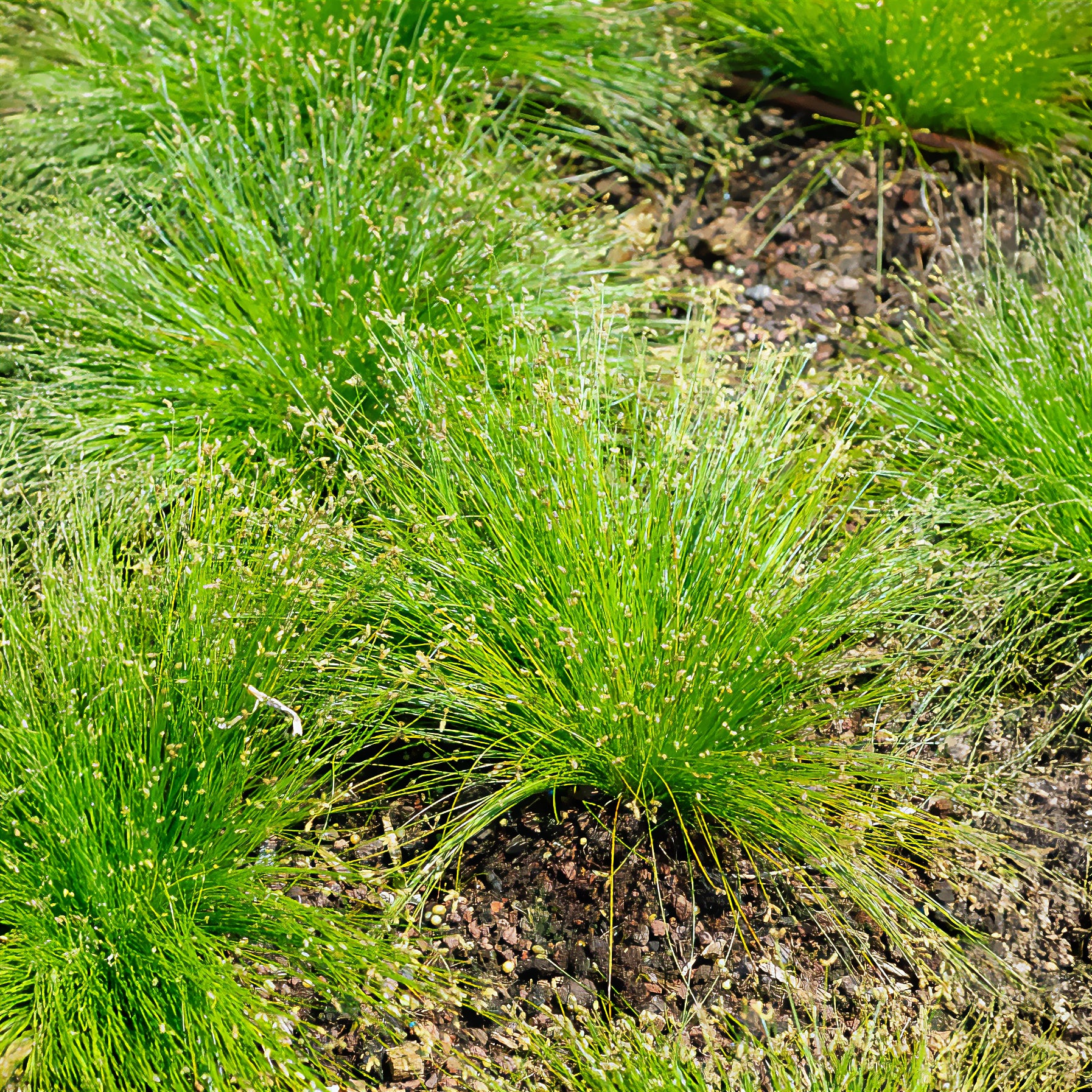 Alle Teichpflanzen - Gebogene Scirpe Faseroptisches Gras - Isolepis cernua