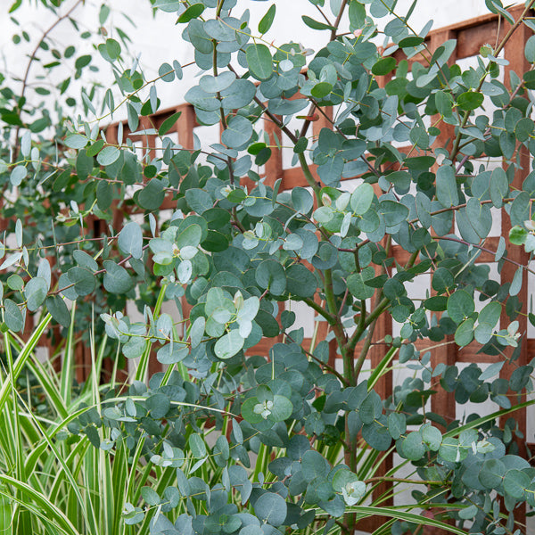 Verkauf Eukalyptus