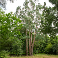 Eucalyptus - Eukalyptus - Eukalyptus - Eucalyptus gunnii