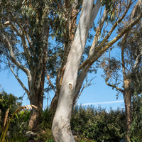 Verkauf Eukalyptus