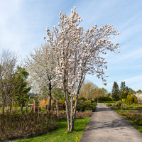Säulenkirsche 'Amanogawa' - Bakker
