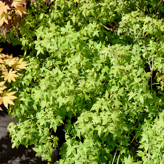 Fächerahorn 'Little Princess' - Bakker