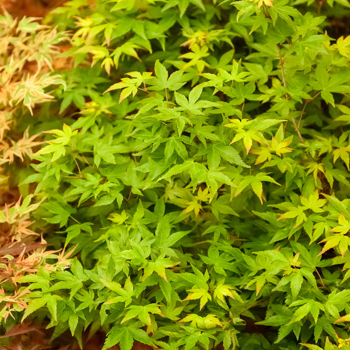Fächerahorn 'Little Princess' - Acer palmatum little princess - Bakker