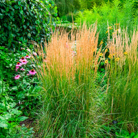 Gräser - Reitgras ‘Overdam’ - Calamagrostis acutiflora overdam