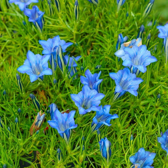 Herbst-Enzian - Gentiana sino-ornata - Gartenpflanzen