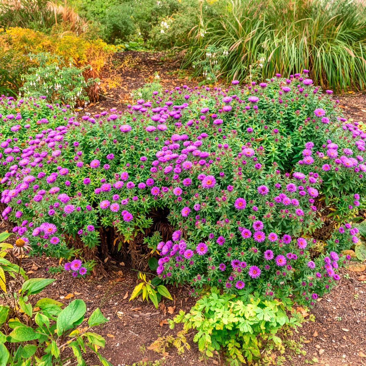 Raublatt-Aster 'Purple Dome'