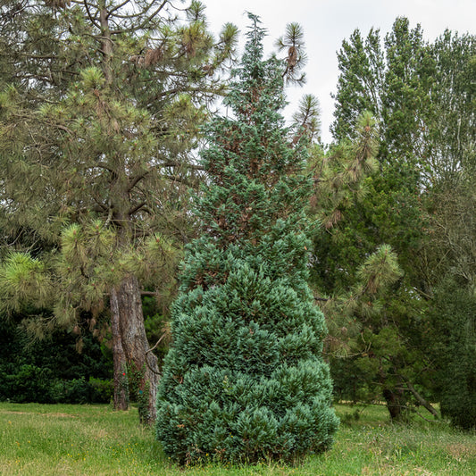 Blaue Scheinzypresse 'Columnaris' - Bakker