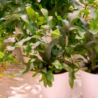 Blaufarn 'Blue Star' - Phlebodium blue star - Bakker