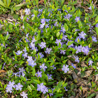Kleines Immergrün - Vinca minor - Bakker