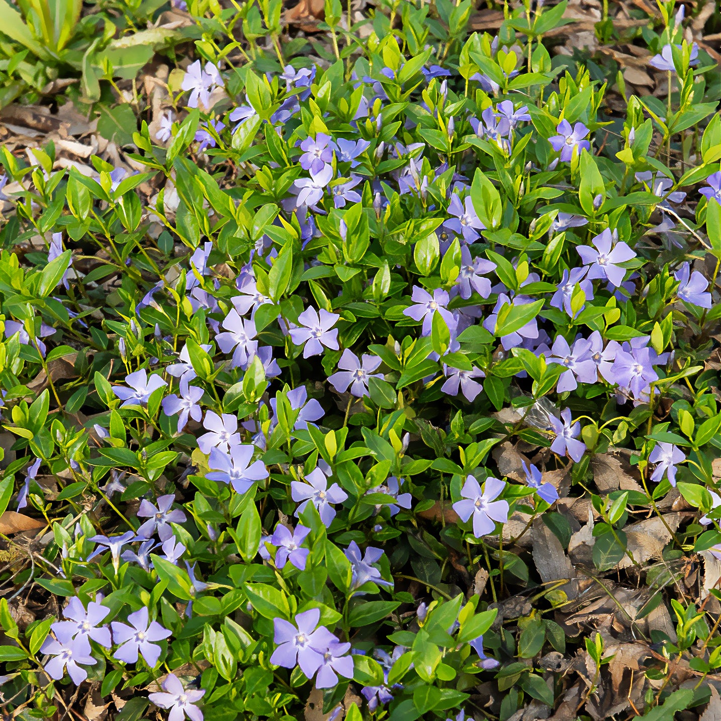 Kleines Immergrün - Vinca minor - Bakker