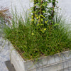 Sparrige Binse Spiralis - Bakker