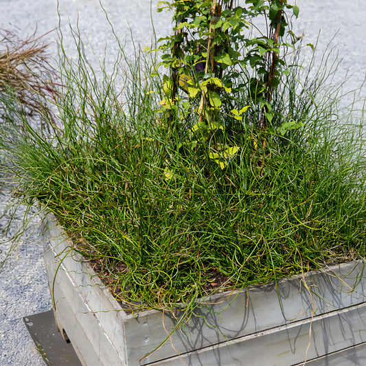 Sparrige Binse Spiralis - Bakker