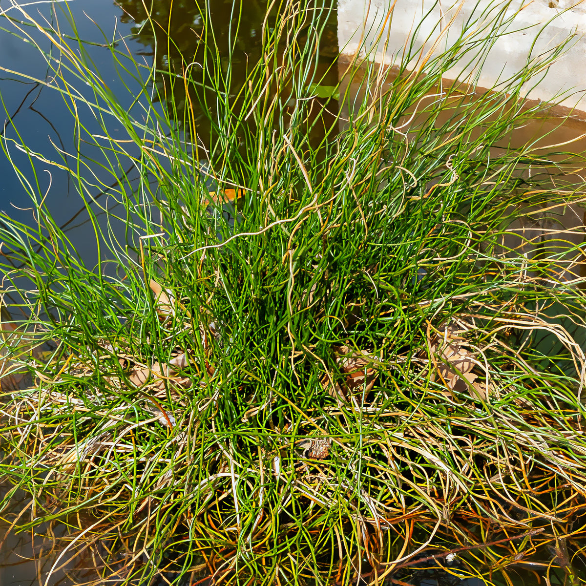 Sparrige Binse Spiralis - Juncus effusus spiralis - Bakker