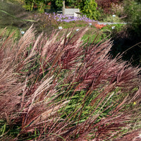 Miscanthus - Miscanthus - Chinaschilf 'Red Chief' - Miscanthus sinensis Red Chief