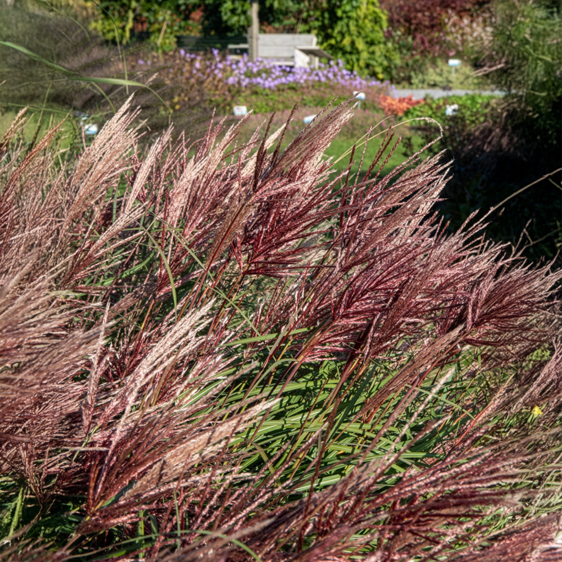 Miscanthus - Miscanthus - Chinaschilf 'Red Chief' - Miscanthus sinensis Red Chief
