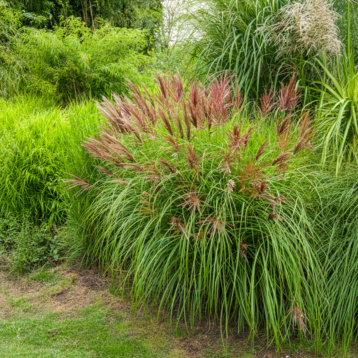 Chinaschilf Red Chief - Miscanthus sinensis Red Chief - Bakker