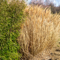 Miscanthus sinensis Red Chief - Chinaschilf 'Red Chief' - Miscanthus - Miscanthus