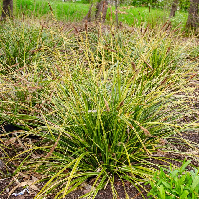 Segge 'Variegata' - Carex morrowii variegata