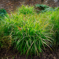 Chinaschilf 'Ferner Osten' - Miscanthus sinensis Ferner Osten - Bakker