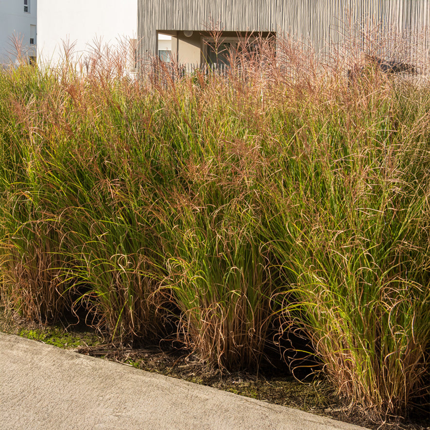 Verkauf Chinaschilf 'Gracillimus' - Miscanthus - Miscanthus