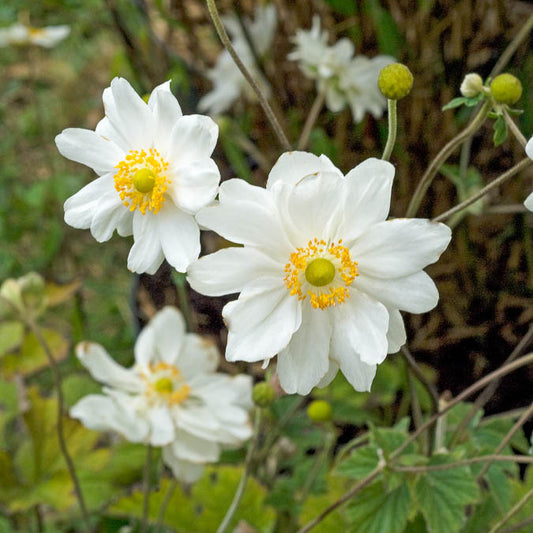 Herbst-Anemone 'Whirlwind' - Bakker