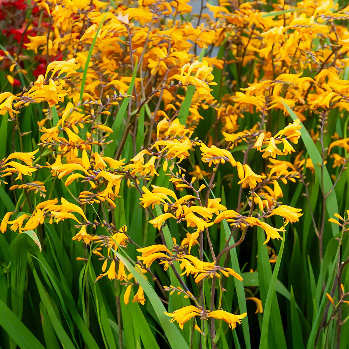 Montbretie 'Sunglow' (x20) - Crocosmia  'sunglow' - Bakker