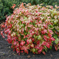 Nandina domestica Fire Power - Himmelsbambus 'Firepower' - Blühende Sträucher