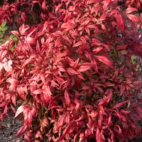 Blühende Sträucher - Himmelsbambus 'Firepower' - Nandina domestica Fire Power
