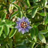 Passiflora purple rain - Passionsblume 'Purple Rain' - Passionsblume