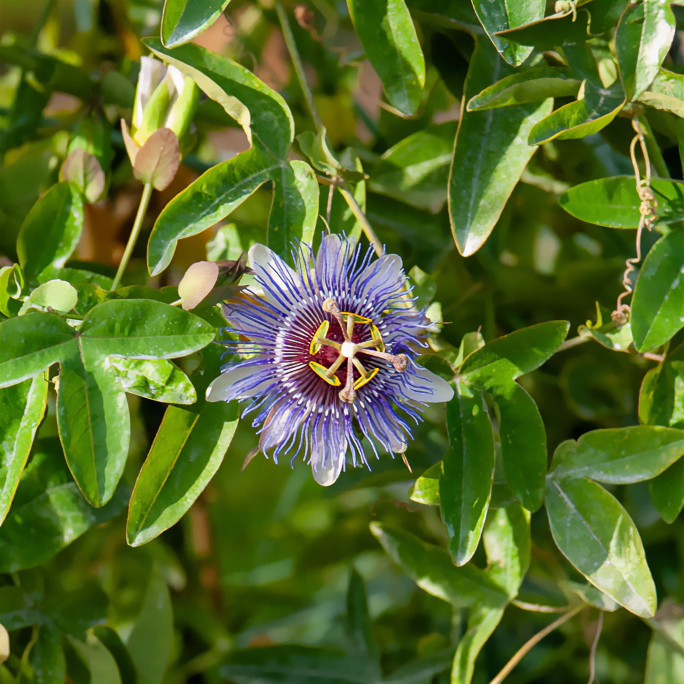 Passiflora purple rain - Passionsblume 'Purple Rain' - Passionsblume