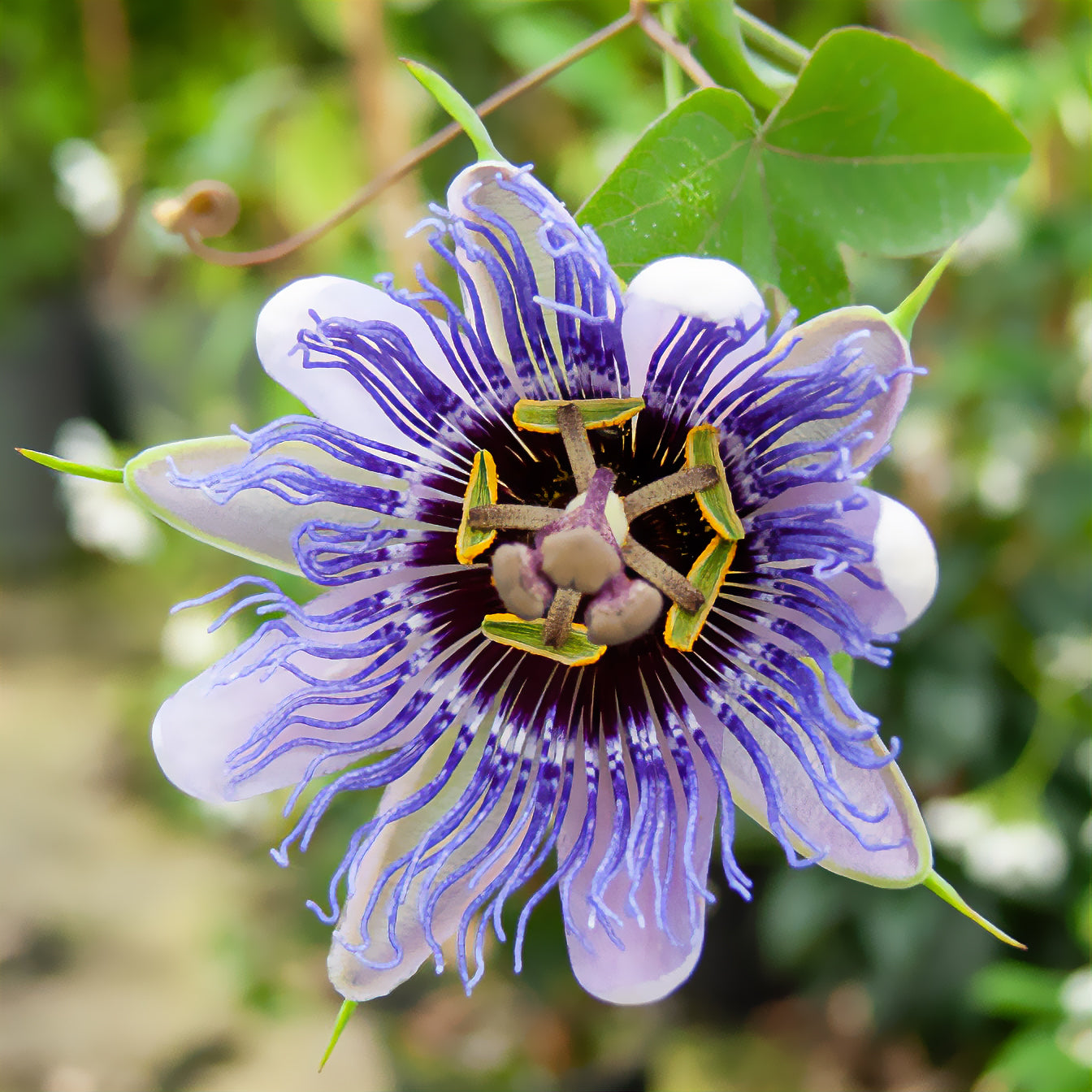 Passionsblume 'Purple Rain' - Passiflora purple rain - Bakker
