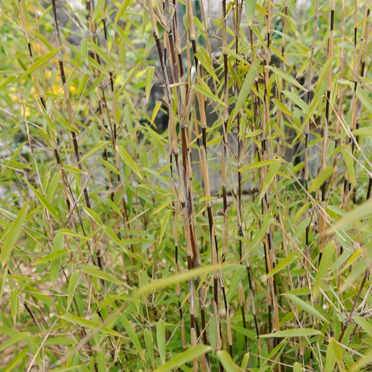 Gartenbambus 'Volcano' - Bakker