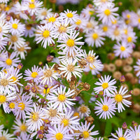 Wild-Aster 'Asran' (x3) - Aster ageratoides Asran - Bakker