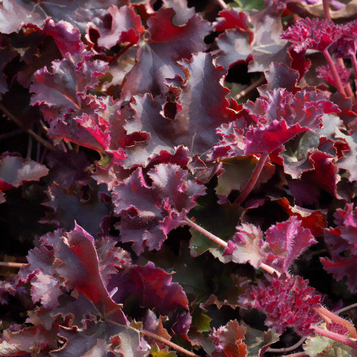 Verkauf Purpurglöckchen 'Chocolate Ruffles' - Heuchera Chocolate Ruffles