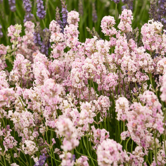 Lavendel 'Rosea' - Bakker