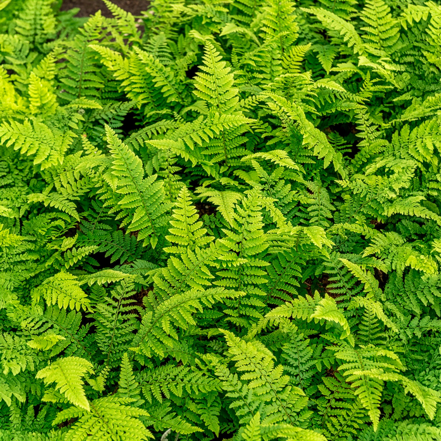 Verkauf Grannen-Schildfarn 'Herrenhausen' - Polystichum setiferum Herrenhausen
