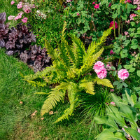 Verkauf Grannen-Schildfarn 'Herrenhausen'