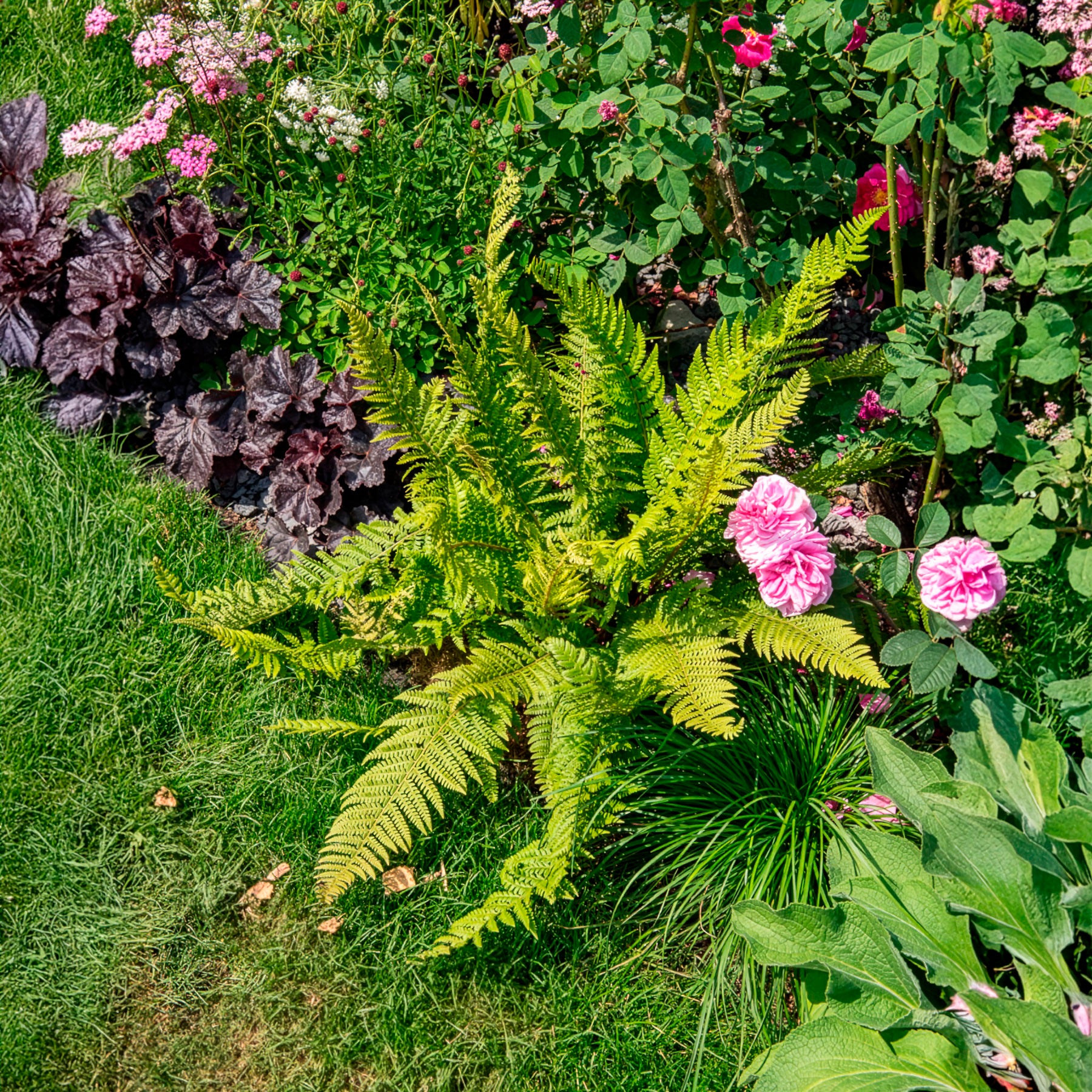 Verkauf Grannen-Schildfarn 'Herrenhausen'