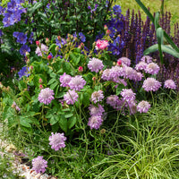 Stauden - Tauben-Skabiose 'Pink Mist' - Scabiosa columbaria Pink Mist